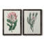 Protea N13 - Ensemble de 2 peintures sur toiles encadrées-2116893549-2116893551