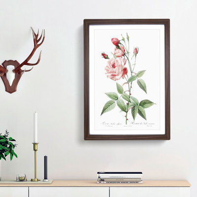 Pink Blush China Rose by Pierre-Joseph Redoute - Framed Print