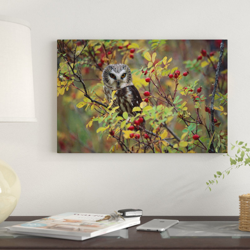 «Northern Saw-Whet Owl percher in a Wild Rose Bush, British Columbia, Canada II», reproduction de photo sur toile