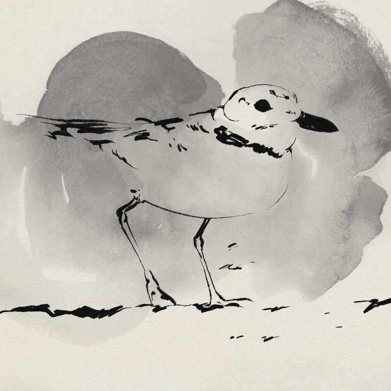 Inky Plover I by Jacob Green - Wrapped Canvas Painting, 91cm H x 91cm W