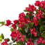 Bougainvillée plante en soie avec urne décorative, résistante aux rayons UV (intérieur / extérieur)-1857680508-1857680509