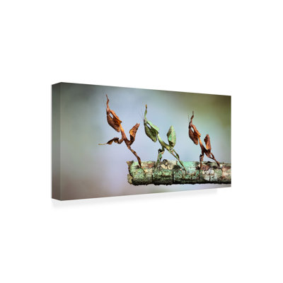 Bolog Jimmy Hoffman Into The Void Canvas Art