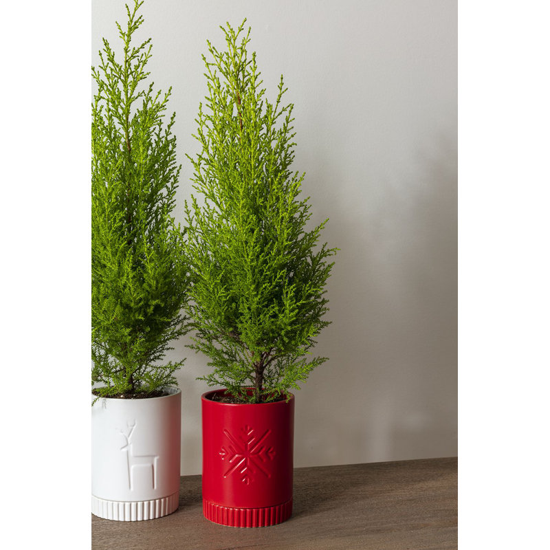 Wynixville Ceramic Pot Planter, Red