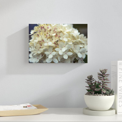 " Hydrangea Delight I " by Felicity Bradley