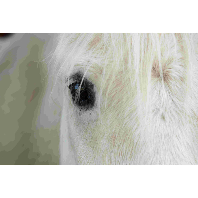 White Horse Black Eye - Photographie sur toile tendue, H 8 po x l 12 po