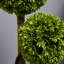 90cm Plant