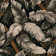 Alminus Jungle Fever Ebony Sage Floral Area Rug