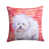 Bichon Frise 1
