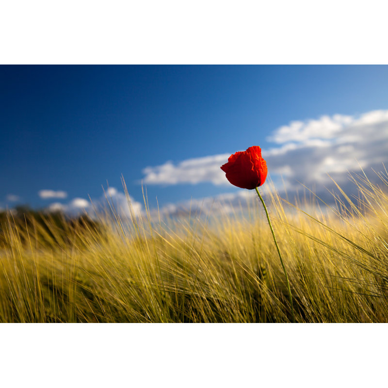 Poppy Seed Flowering - Photographie sur toile tendue, H 24 po x l 36 po