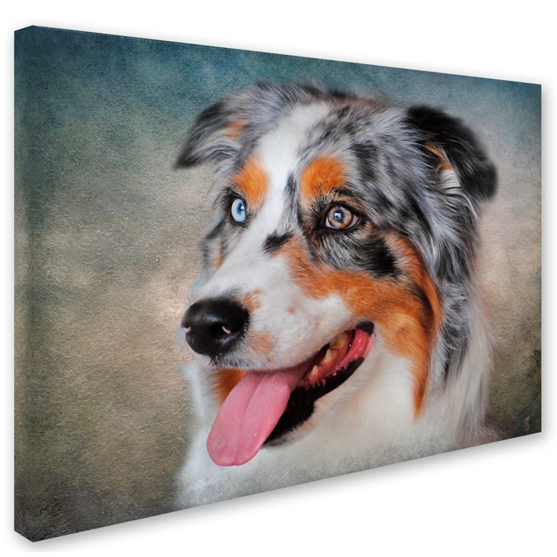 «Blue Merle Australian Shepherd Portrait», impression sur toile tendue Vidur, H 24 po x l 32 po