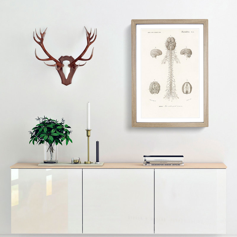 Human Brain Illustration by Charles d'Orbigny - Picture Frame Drawing Print, 36cm H x 27cm W x 2cm D, Oak Framed