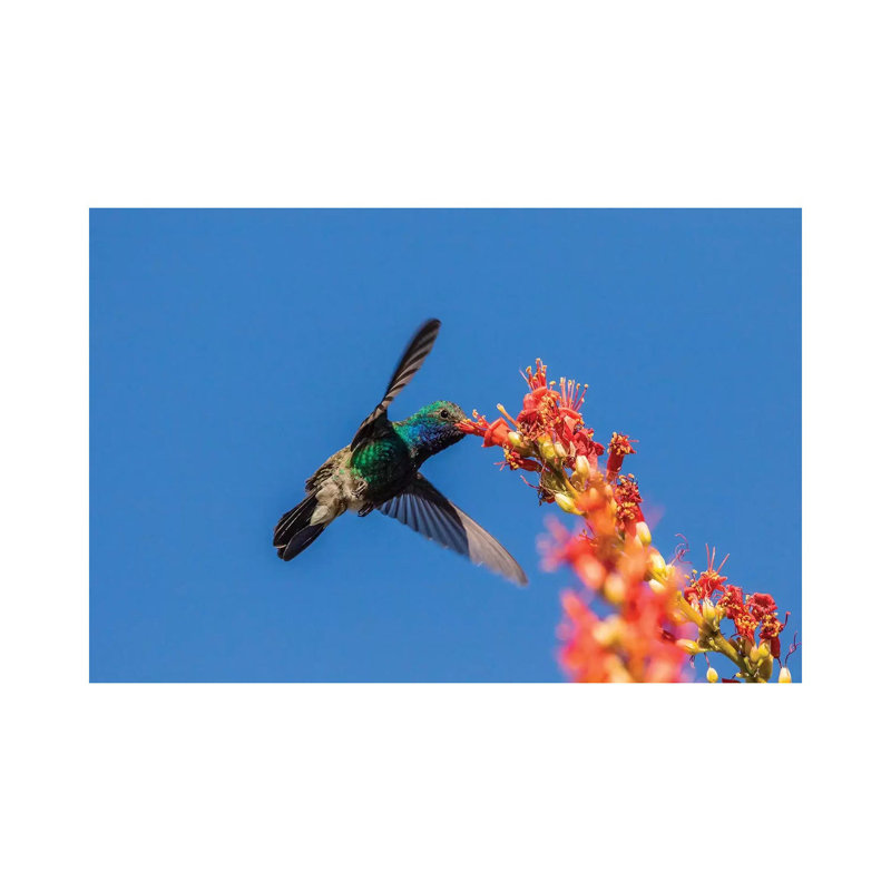 USA, Arizona, Sabino Canyon. Male Broad-billed Hummingbird Feeding On Ocotillo Blossoms. by Jaynes Gallery - Wrapped Canvas Print