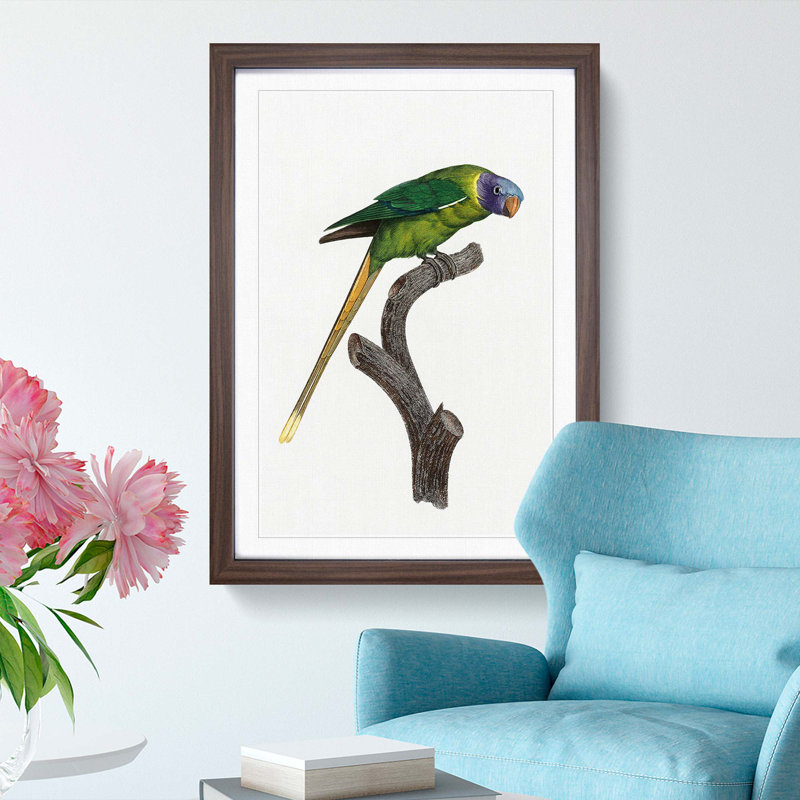 A Plum-Headed Parakeet by F. Levaillant - Framed Print, 63cm H x 45cm W x 2cm D, Walnut Framed
