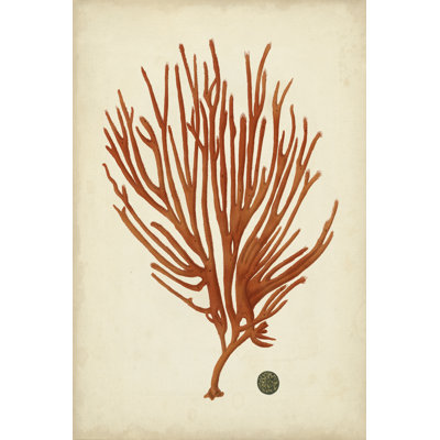 Corail rouge antique IV