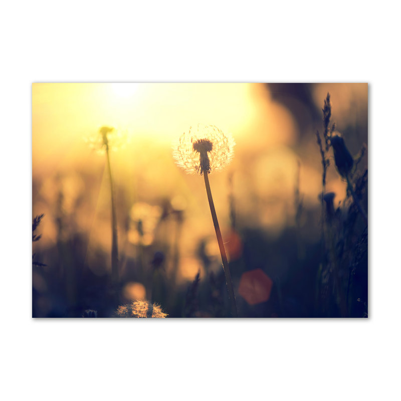 Dandelion - No Frame Print on Canvas