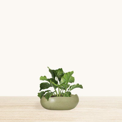 Dhruvin ECOBO Eco-Friendly Round Pot Planter, Rochas Indoor/Outdoor Four Season Use