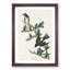 Olive-Sided Fly Catcher Bird by John Audubon - Picture Frame Painting Print-55581297-55581300