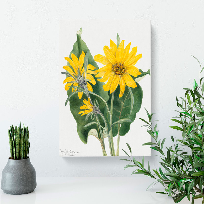 Balsamroot by Mary Vaux Walcott - Wrapped Canvas, 76cm H x 50cm W x 3cm D