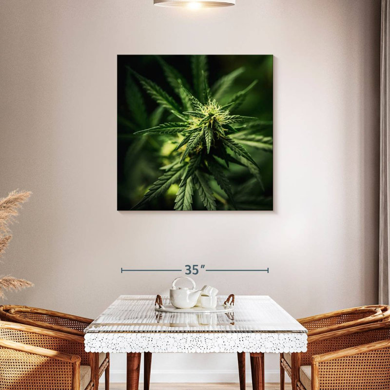 Freshly Bloomed Marijuana, 36" H x 36" W