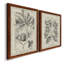 "Antique Black and White Botanical VI", ensemble de 2 reproductions d'art sur toile-1503099803-1503099806