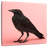 Brampt Black Carrion Crow-109373993