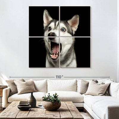 Brampt Surprised Siberian Husky