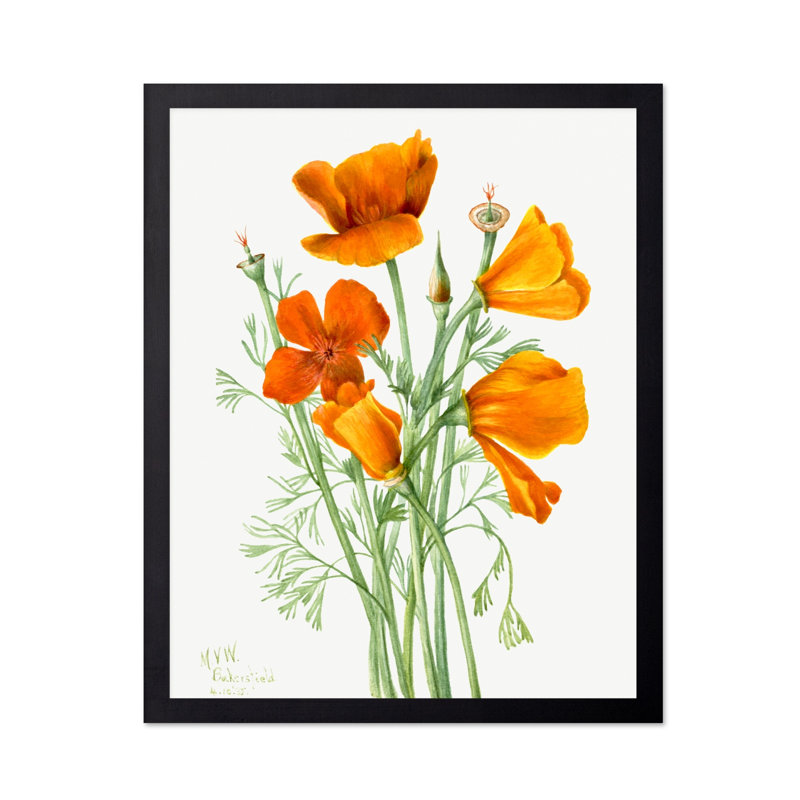 Pavot de Californie, Unframed, Poster, 12"H x 16"W