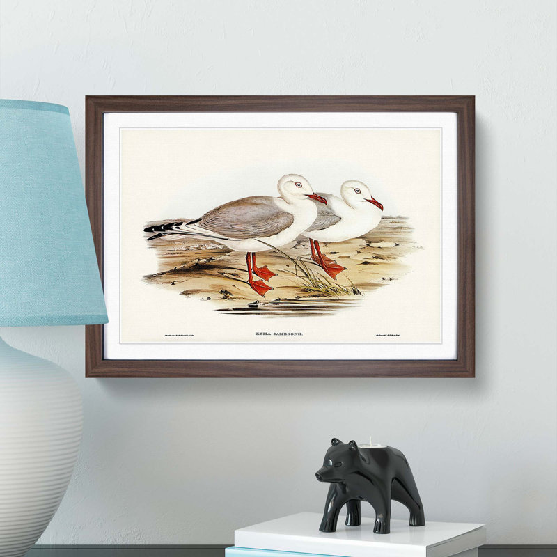Jameson's Gull by Elizabeth Gould - Picture Frame Graphic Art Print, Walnut Framed, 36cm H x 48cm W x 2cm D