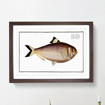 Chinese Herring Fish by M.E. Bloch - Picture Frame Painting Print