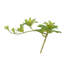 Fausse double succulentes Dudleya - ensemble de 6 - vert