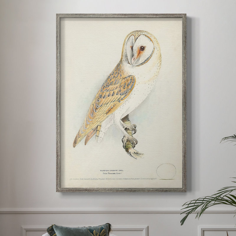 Barn Owl Framed Print - Solid Wood