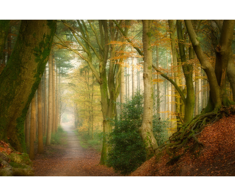 Wrapped Canvas Print, 50.8 cm H x 76.2 cm W