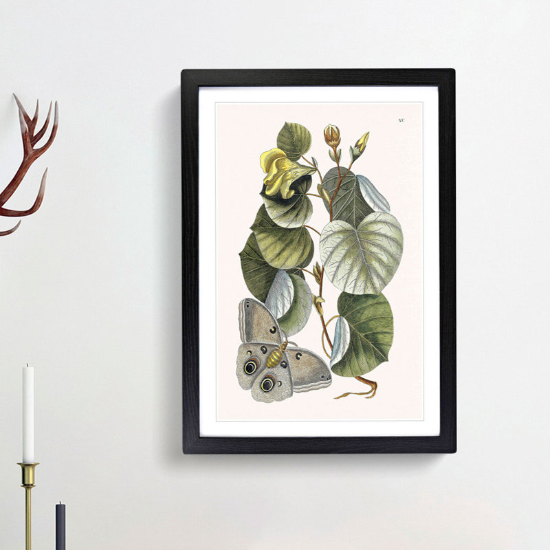 Butterfly & Mano Tree by Mark Catesby - Picture Frame Painting Print, 87cm H x 62cm W x 2cm D, Black Framed