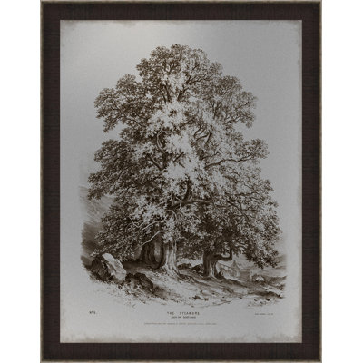 " Sepia Sycamore Tree "