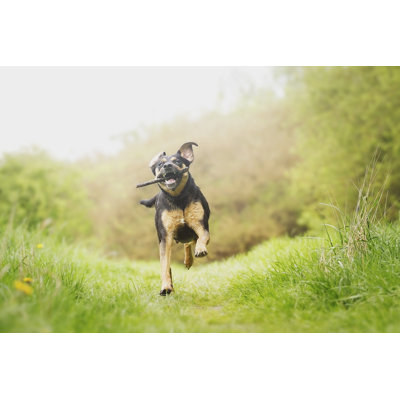 " Fun Rottweiler Puppy Running "