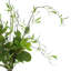 Willow Branch Arrangement In A Tall Glass Vase With Foliage