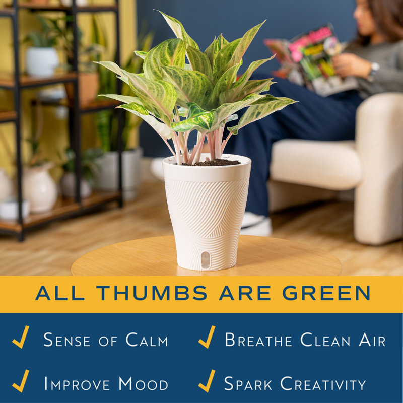 Aglaonema Plant in Planter