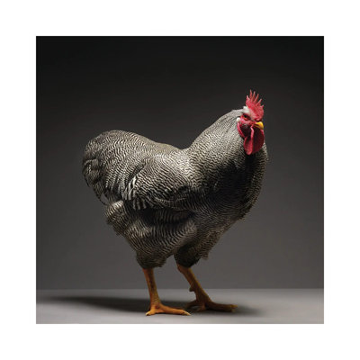 Plymouth Rock  Wrapped Canvas Photograph