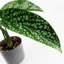 35cm Faux Plant in Pot Liner