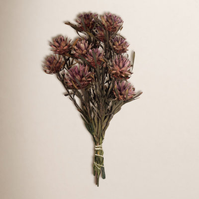 Preserved Plumosum Stems