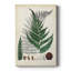 Collectionner Ferns II - galerie sur mesure-1944582728