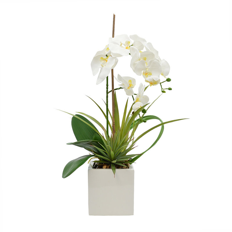 Orchid In White Vase