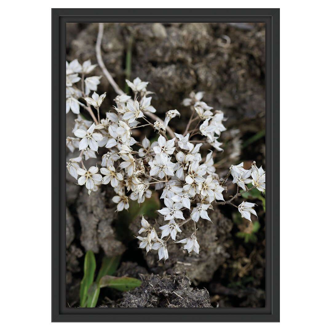 Gerahmtes Wandbild kleine weiße Sternblumen