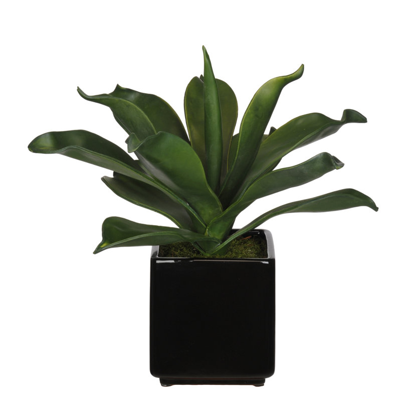 Succulent agave foxtail en pot