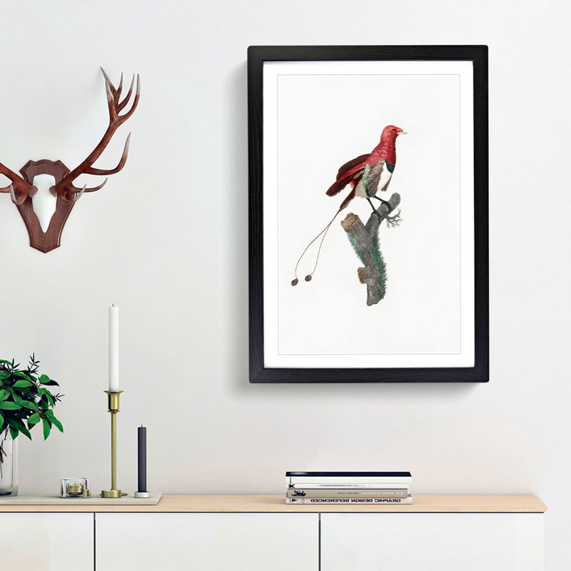 King Bird of Paradise by Jacques Barraband - Picture Frame Graphic Art Print, 48cm H x 36cm W x 2cm D, Black Framed
