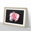 Pink Carnation Flower - Picture Frame Graphic Art Print-56861278-56861280