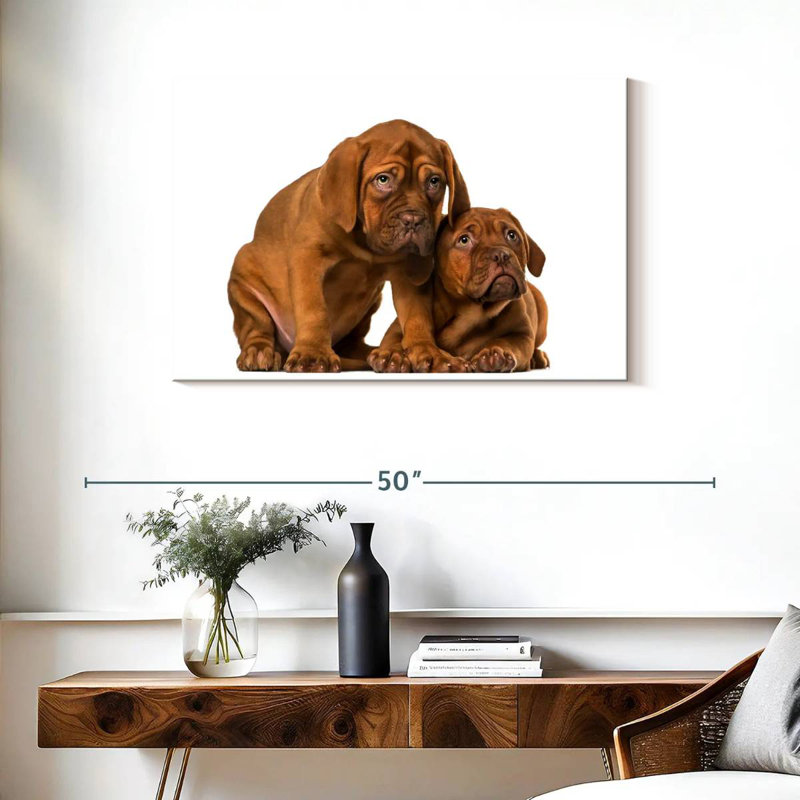 Chiots mastiff français