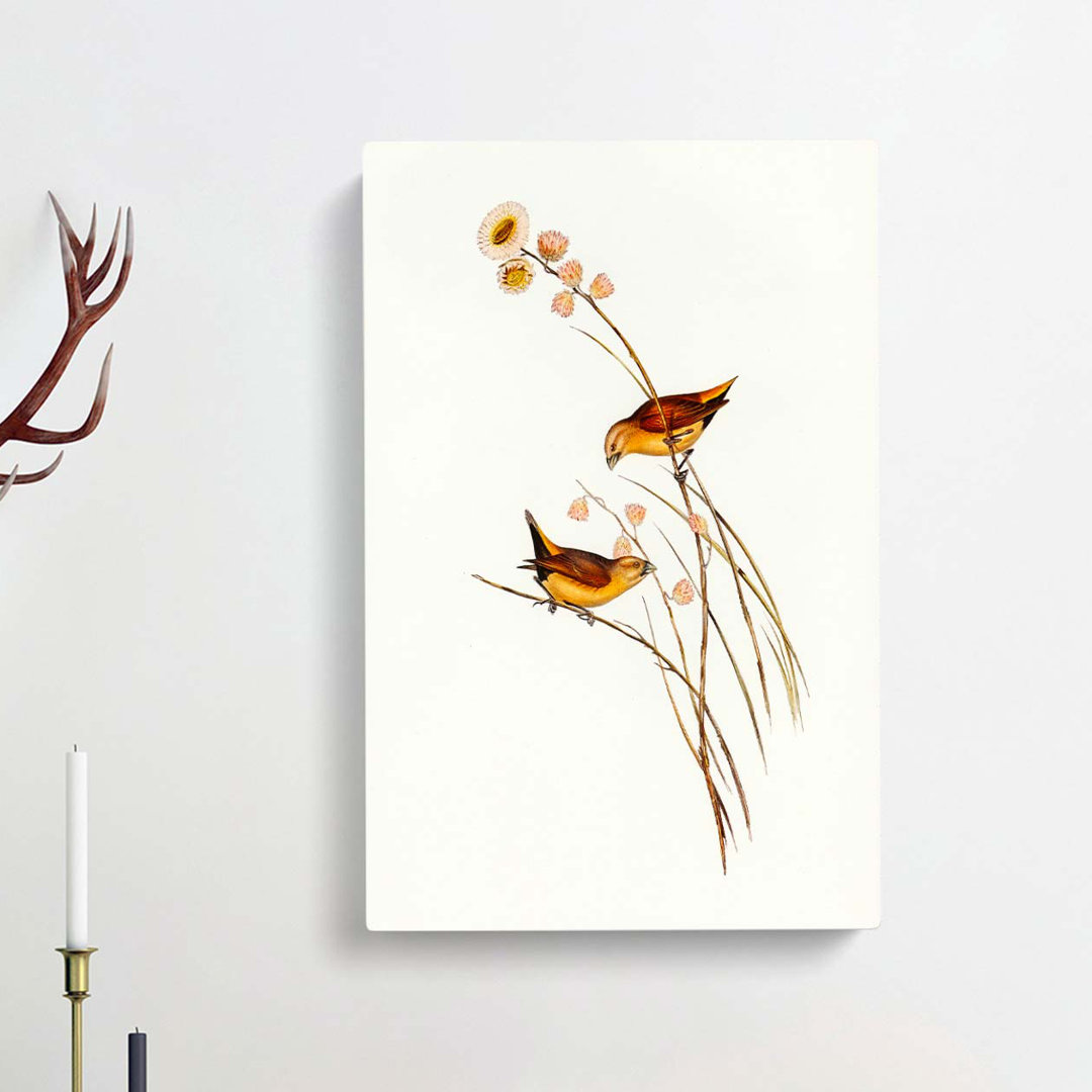 Yellow-Rumped Finch Birds by Elizabeth Gould - Wrapped Canvas