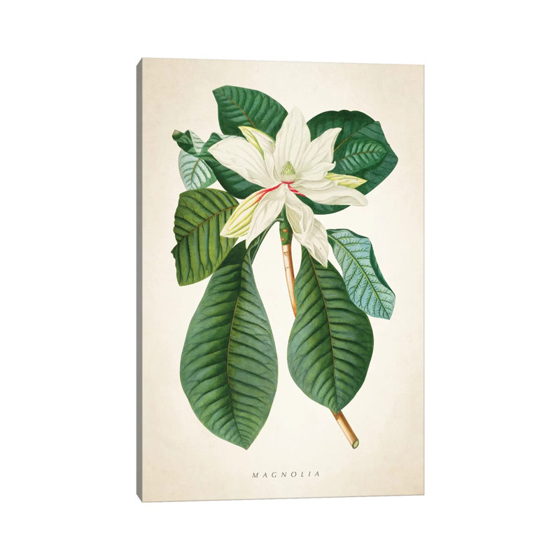 Magnolia Botanical Print II by Aged Pixel - Wrapped Canvas Gallery-Wrapped Canvas Giclée