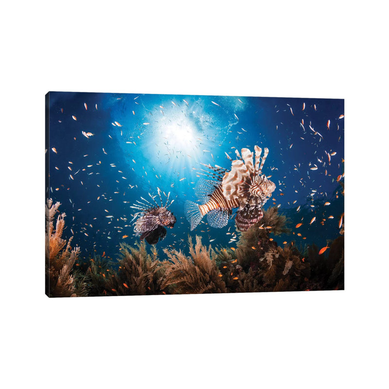 Lionfish by Barathieu Gabriel - Print on Canvas, 45.72cm H x 66.04cm W x 3.81cm D, Wrapped Canvas